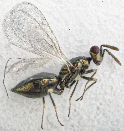 Réf. 293 157 : Diglyphus isaea